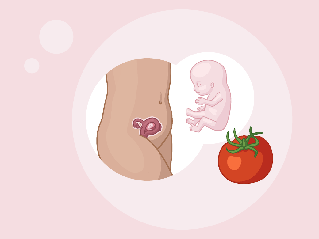 Illustration eine eines kindes im mutterleib neben einer tomate.