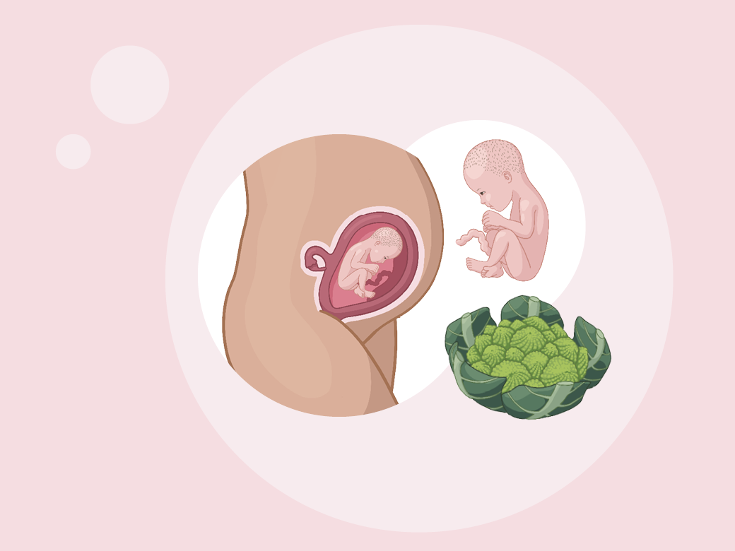 Baby ein in der gebärmutter neben einem in der gebärmutter.
