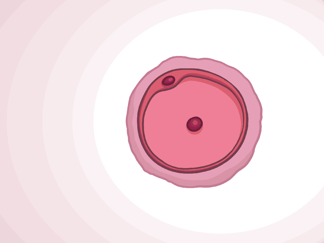 Schwangerschaftswoche 1