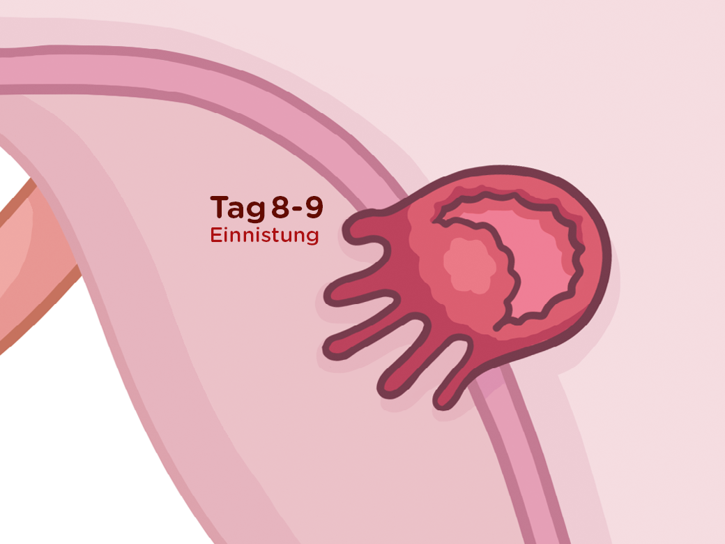 Schwangerschaftswoche 4