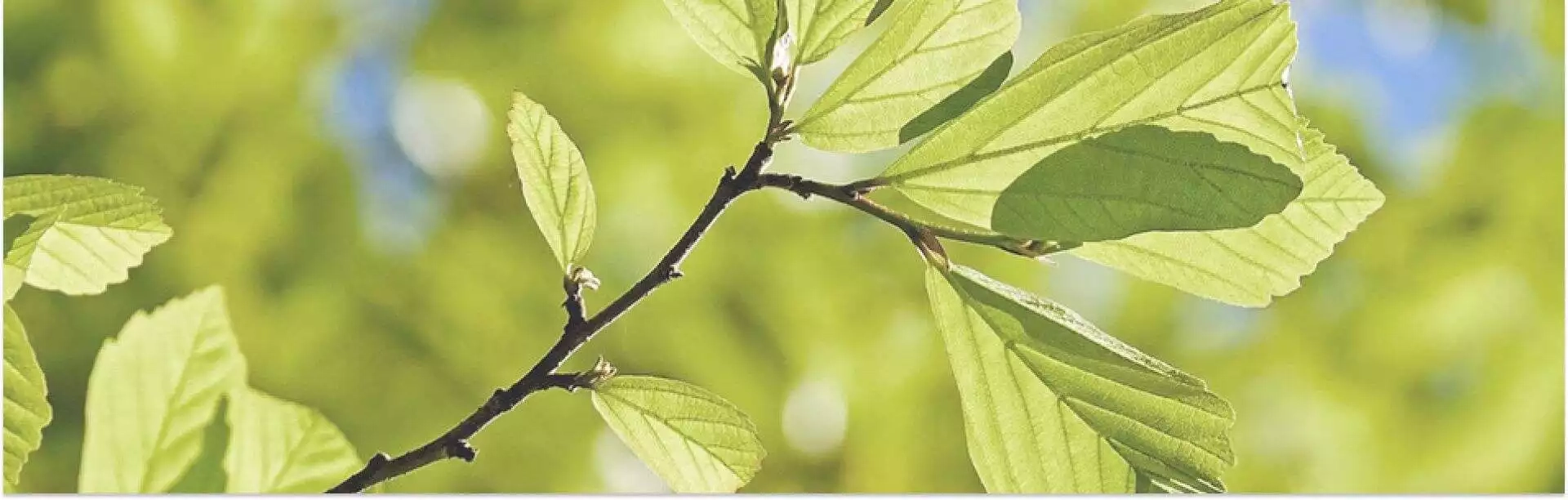 Ast ein mit grünen blättern gegen einen blauen himmel.