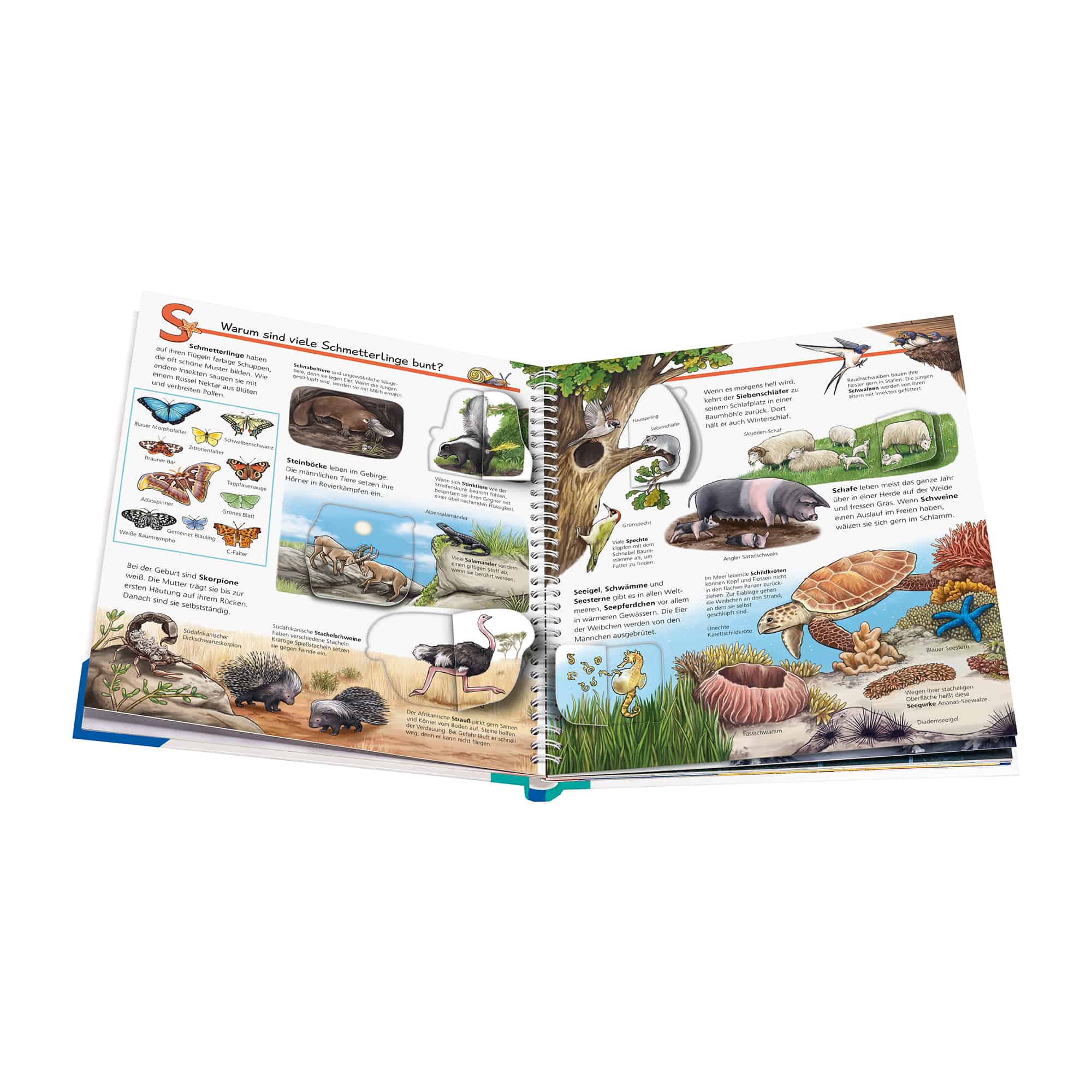 Kindersachbücher, Ravensburger, Mehrfarbig – Produktansicht
