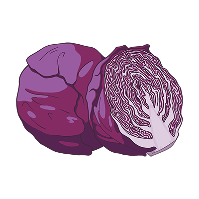 Rotkohl ein auf weißem hintergrund.