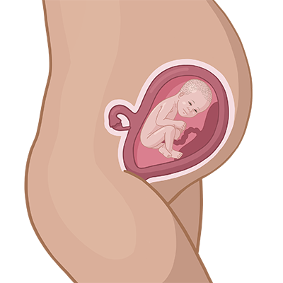 Baby ein im mutterleib.