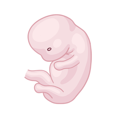 Baby ein im mutterleib.