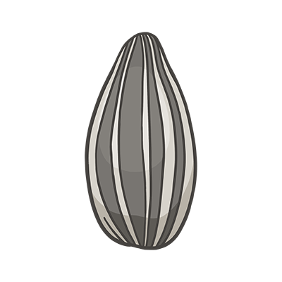 Embryo im Vergleich zu Sonnenblumenkern