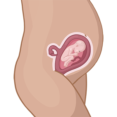 Magen der einer frau mit ihrem baby im mutterleib.