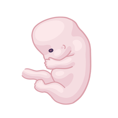 Baby ein im mutterleib.
